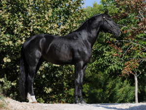 Lusitano Stallion - Quazar De Massa